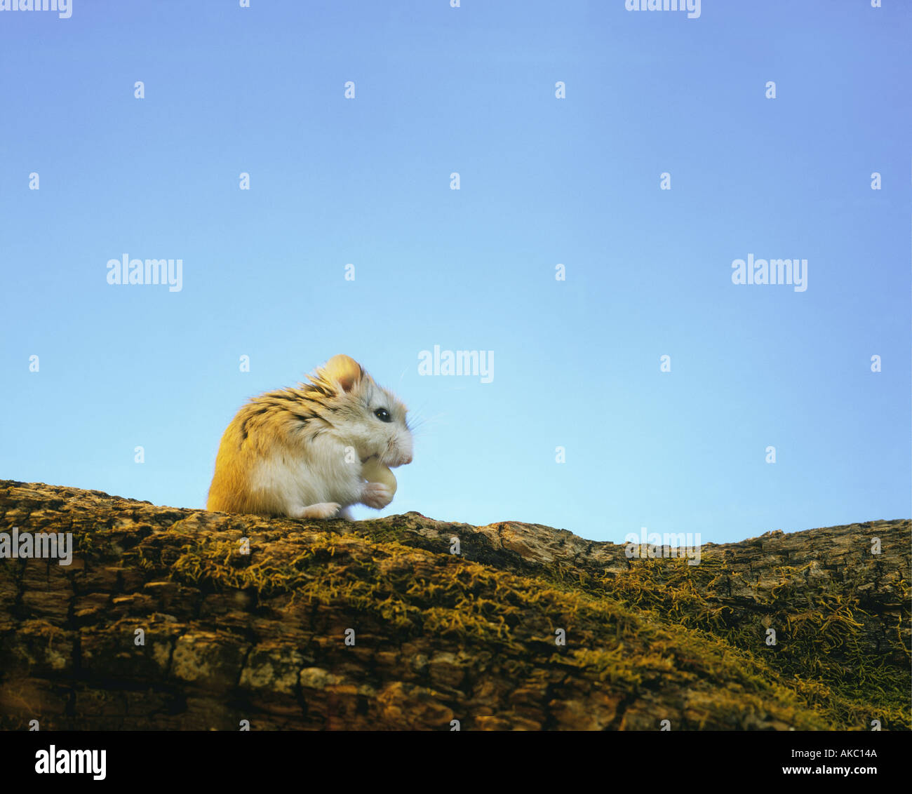 Roborowsky Hamster sitting and looking and eating a peanut Stock Photo