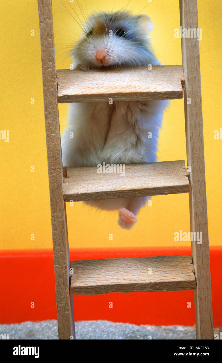 Roborowsky Hamster climbing on a ladder Stock Photo
