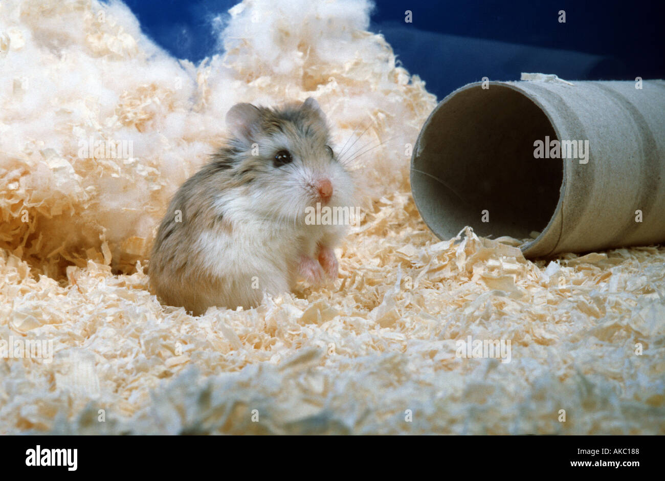 Roborowsky Hamster in front of a paper tube Stock Photo