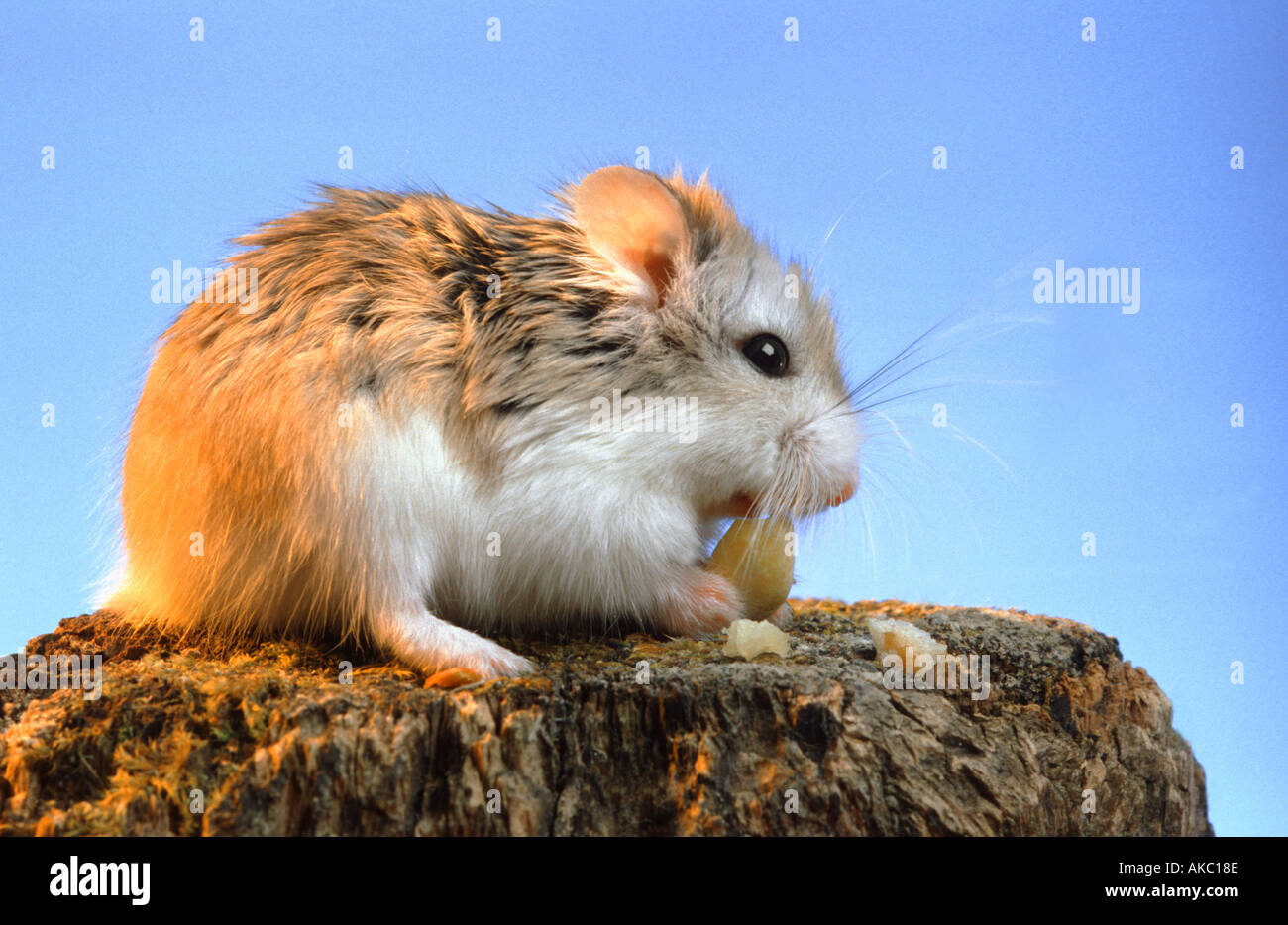 Roborowsky Hamster eating a peanut nut  Stock Photo