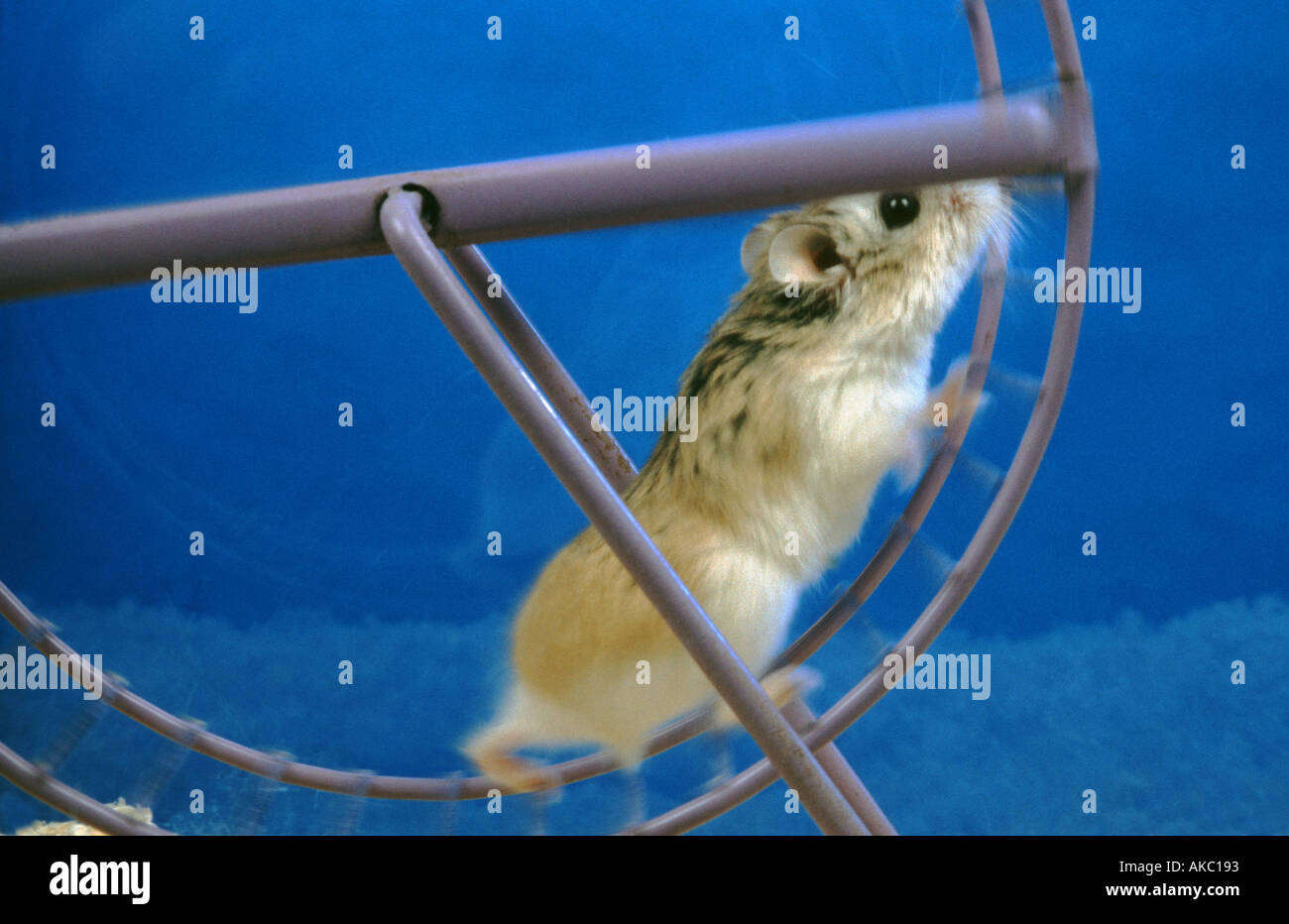 Roborowsky Hamster running run in a hamster wheel  Stock Photo