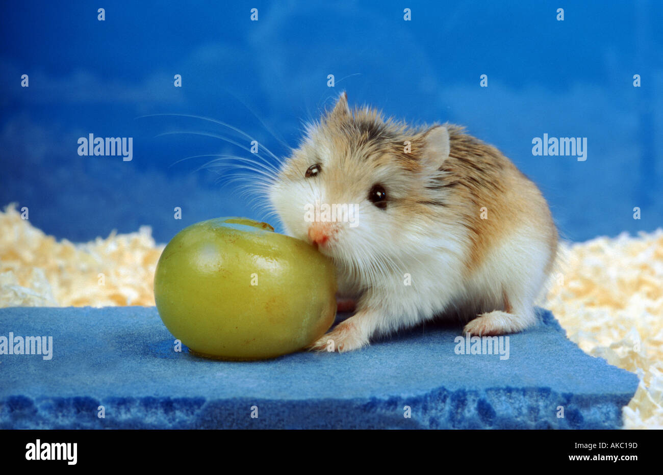 Roborowsky Hamster eating fruits grapes Stock Photo