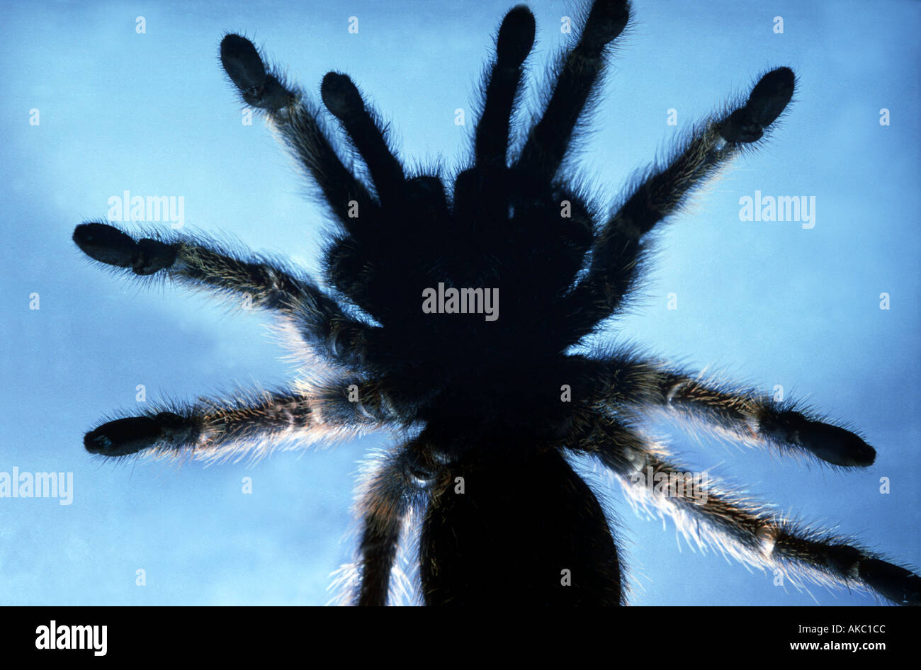 silhoutte of a giant spider THERAPHOSA LEBLONDI seen from below  Stock Photo