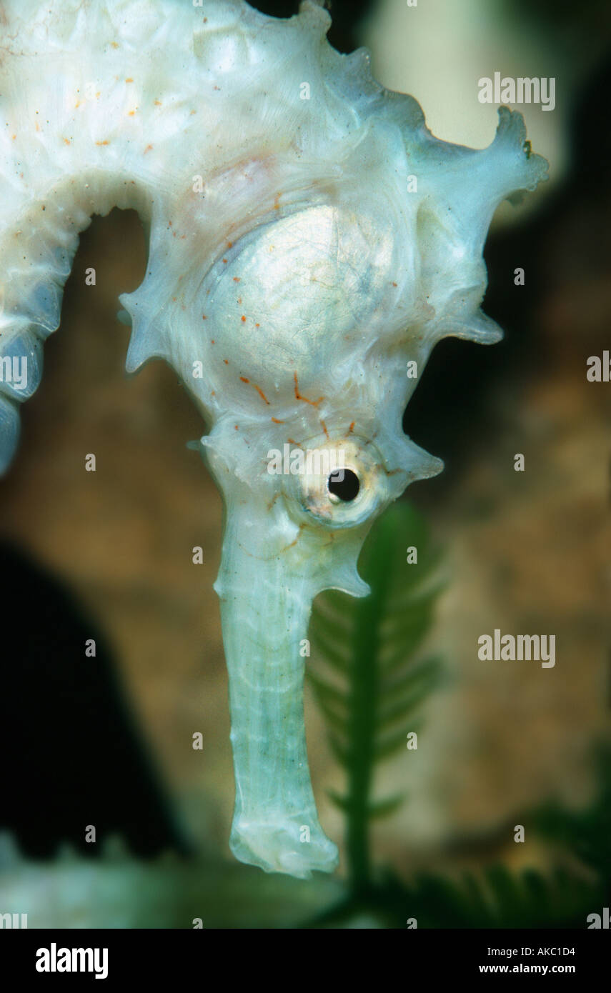 LONG SNOUT Mouth of a white Seahorse sea horse Stock Photo