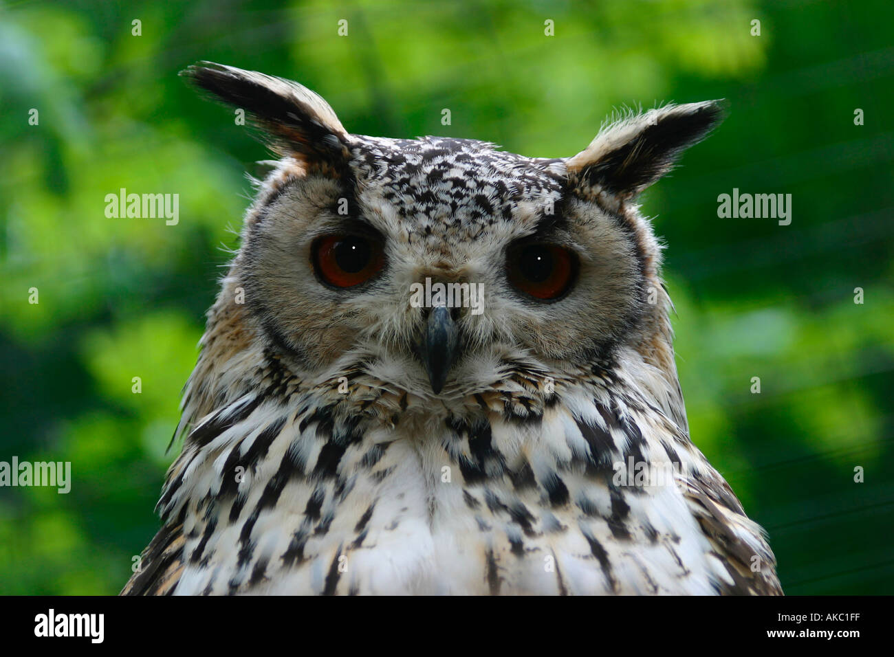 Owl staring with piercing gaze Stock Photo