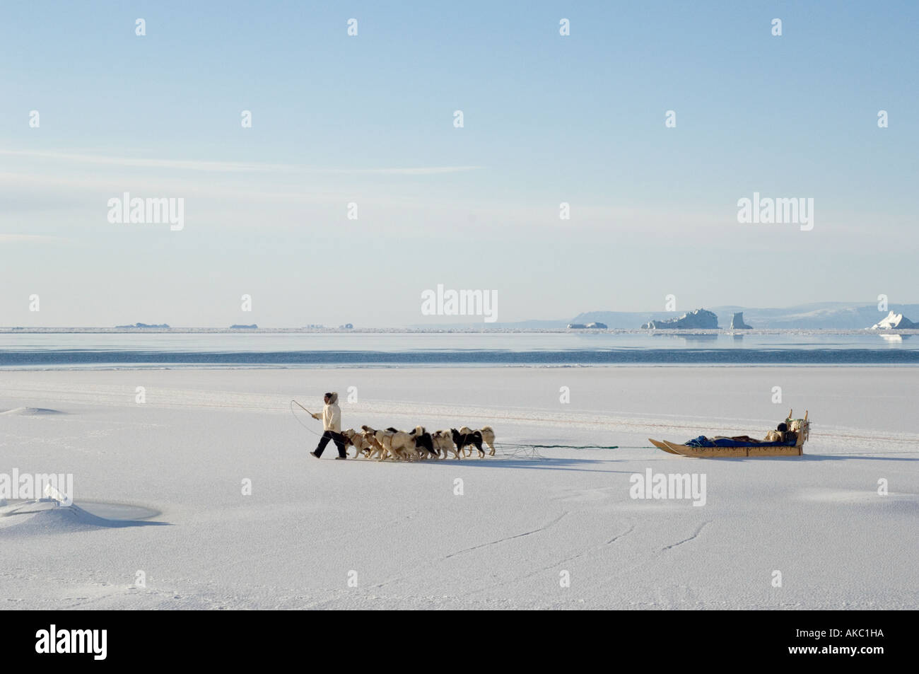 Qaanaaq Greenland Hunter walking his dog team across sea ice.  Icebergs and open water in the background Stock Photo