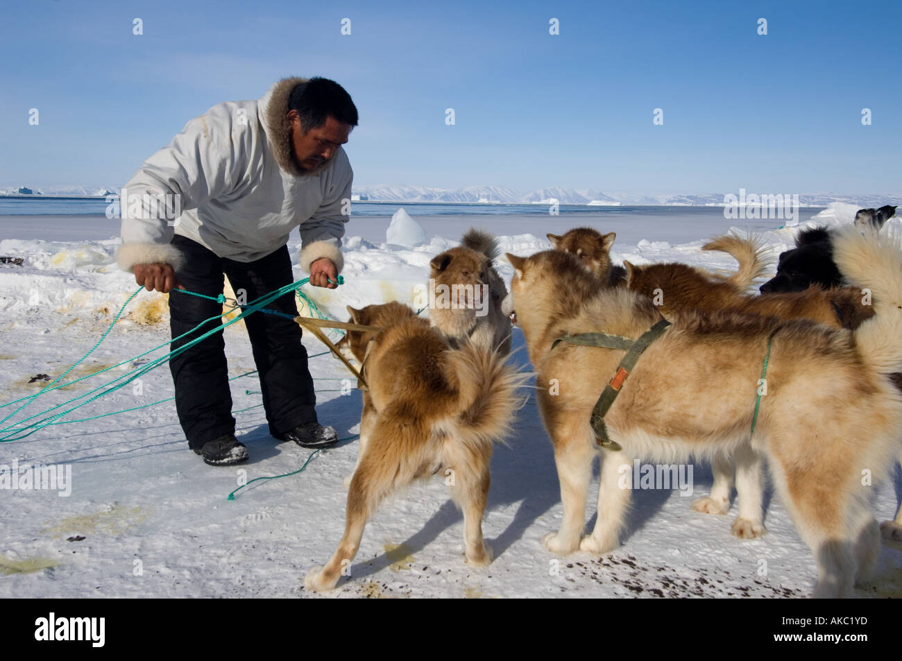 Qaanaaq Greenland April 2006 Mamarut and his dogs Stock Photo