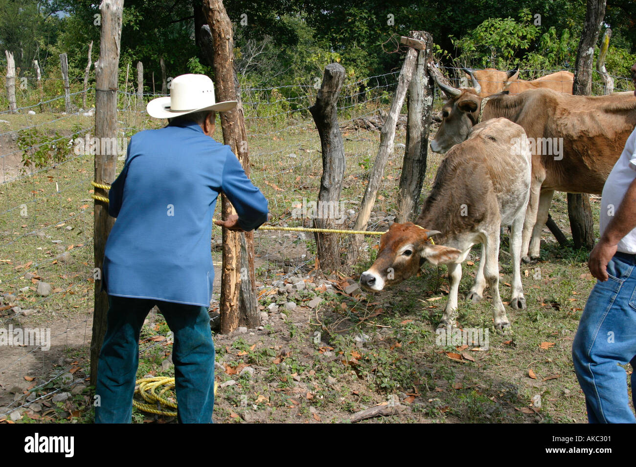Elderly Mexican rancher ties up a young cow after capturing it with a lasso Sierra Madre mountains Mexico Stock Photo