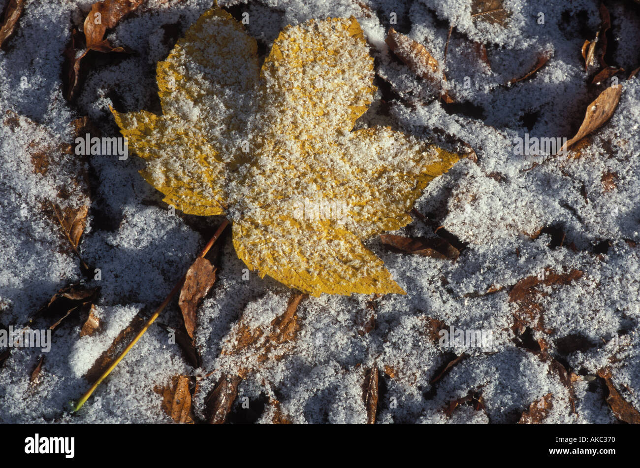 Snow covered leaves at the ground Stock Photo - Alamy