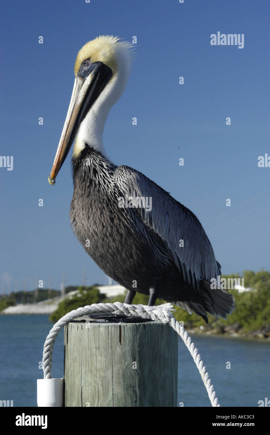 Pelican sitting on piling South Florida Stock Photo - Alamy