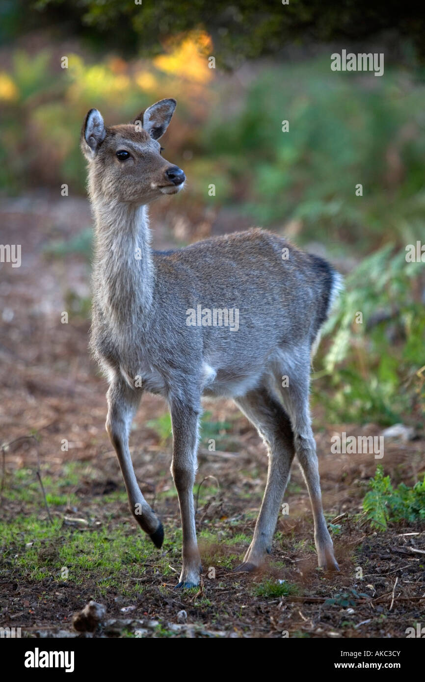 sika deer Cervus nippon female dorset Stock Photo