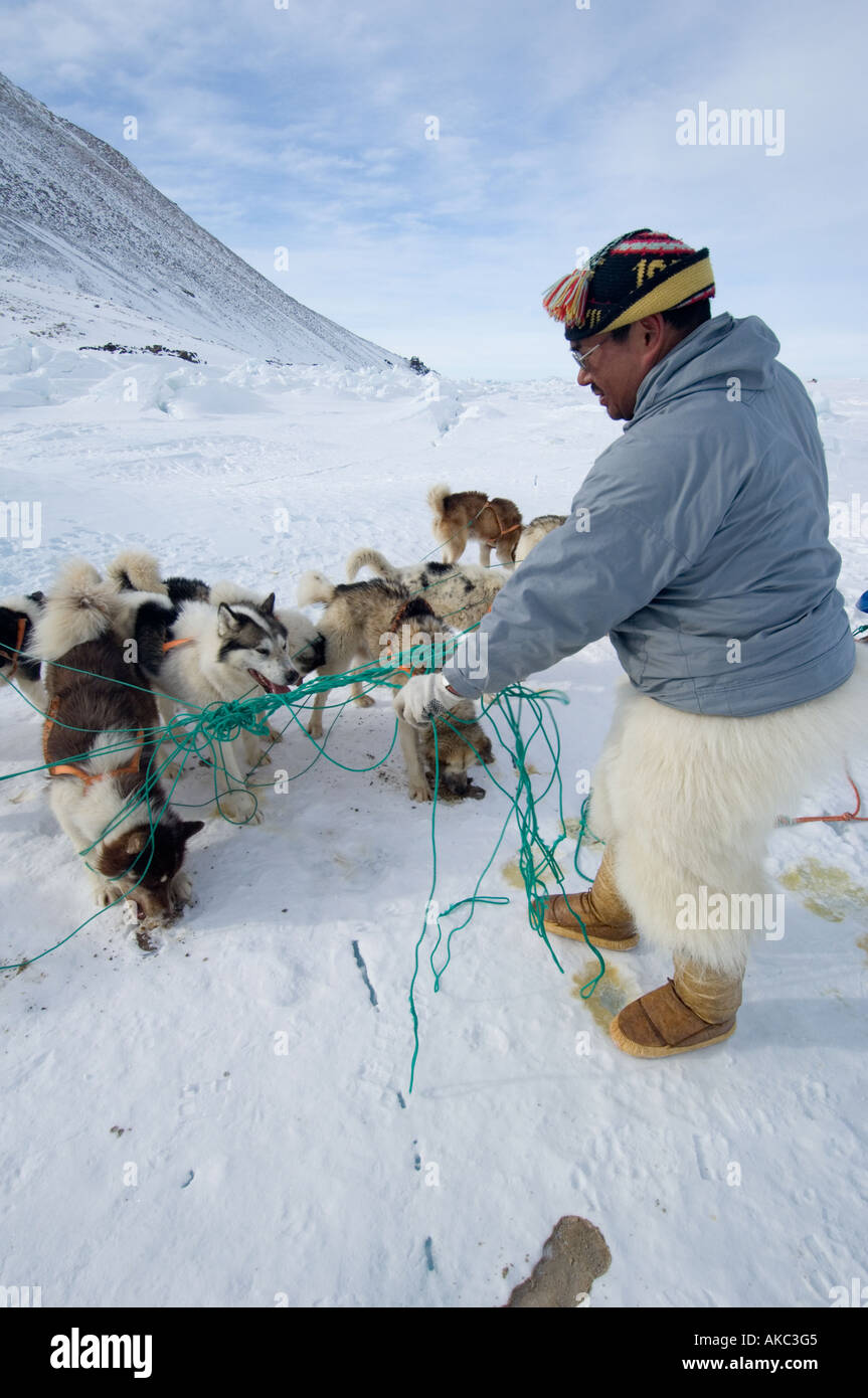Qaanaaq Greenland April 2006 Rasmus untangling the dog harnesses Stock Photo