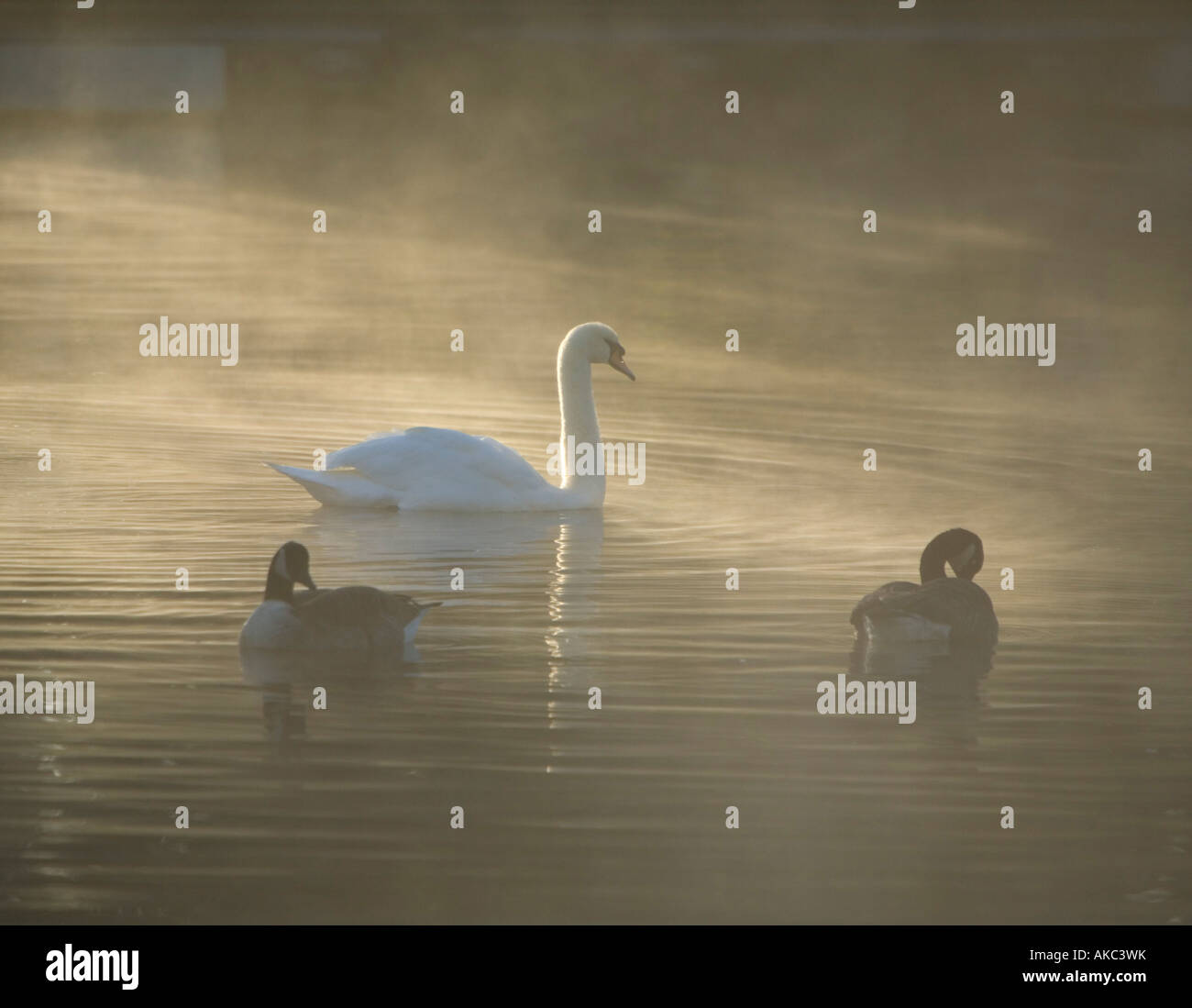 Mute Swan and Canada Geese in Mist Stock Photo Alamy