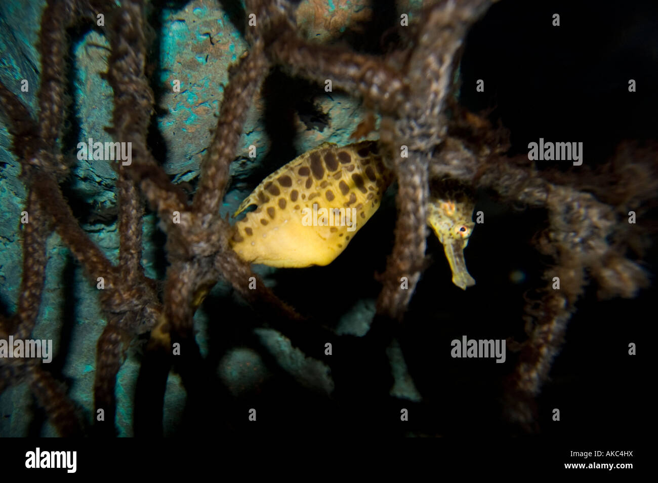 Seahorse hiding behind some old netting at Napier Aqarium New Zealand