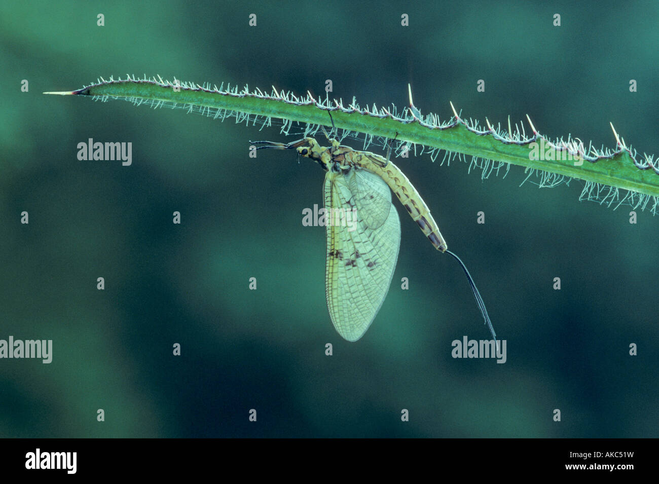 Mayfly Ephemeroptera UK Spring Stock Photo