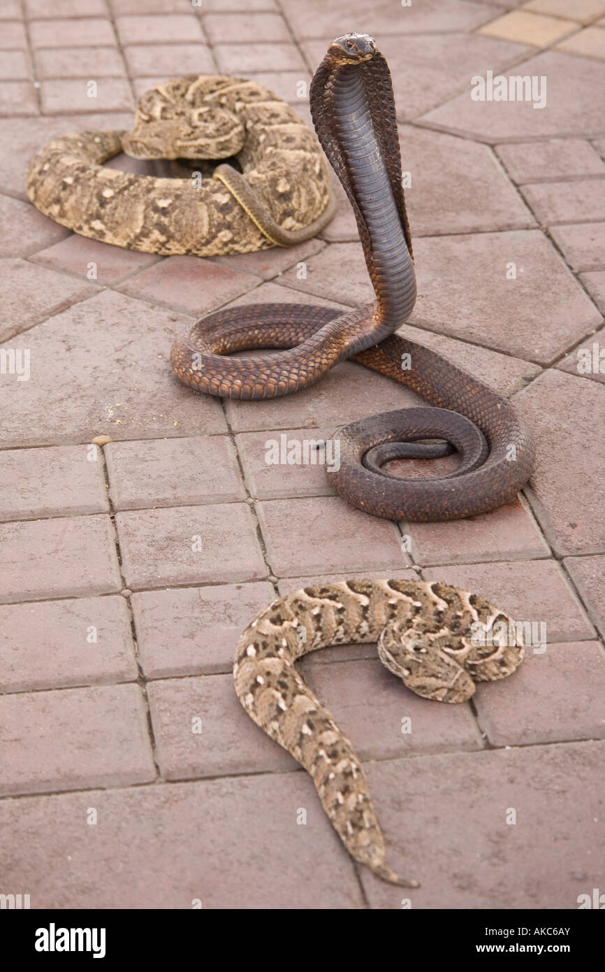 Snake Charmer's snakes in Jemaa el Fna square, UNESCO World Heritage site, Marrakech, Morocco