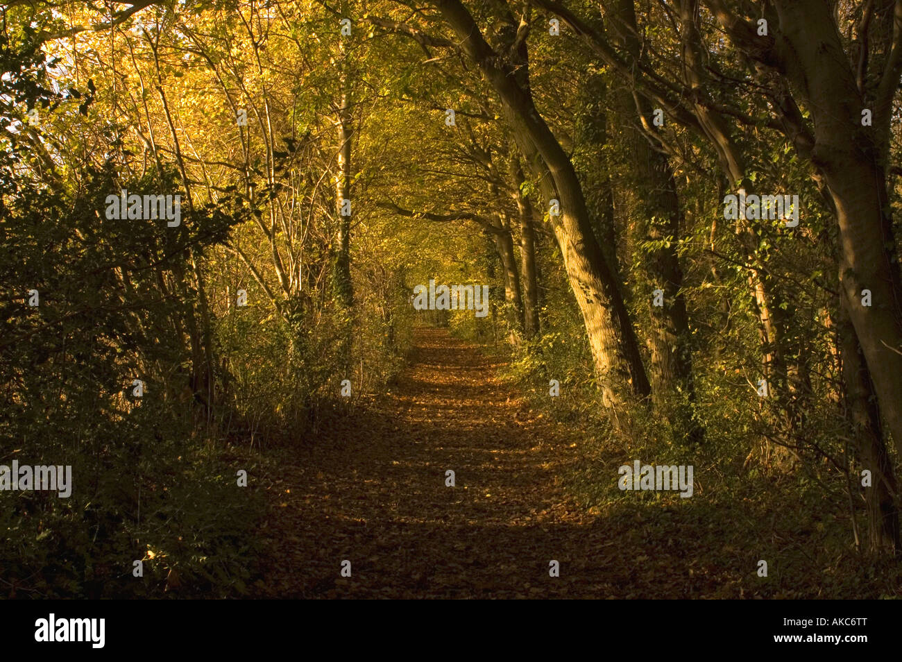 Reydon Woods In The Autumn in Suffolk Uk Stock Photo