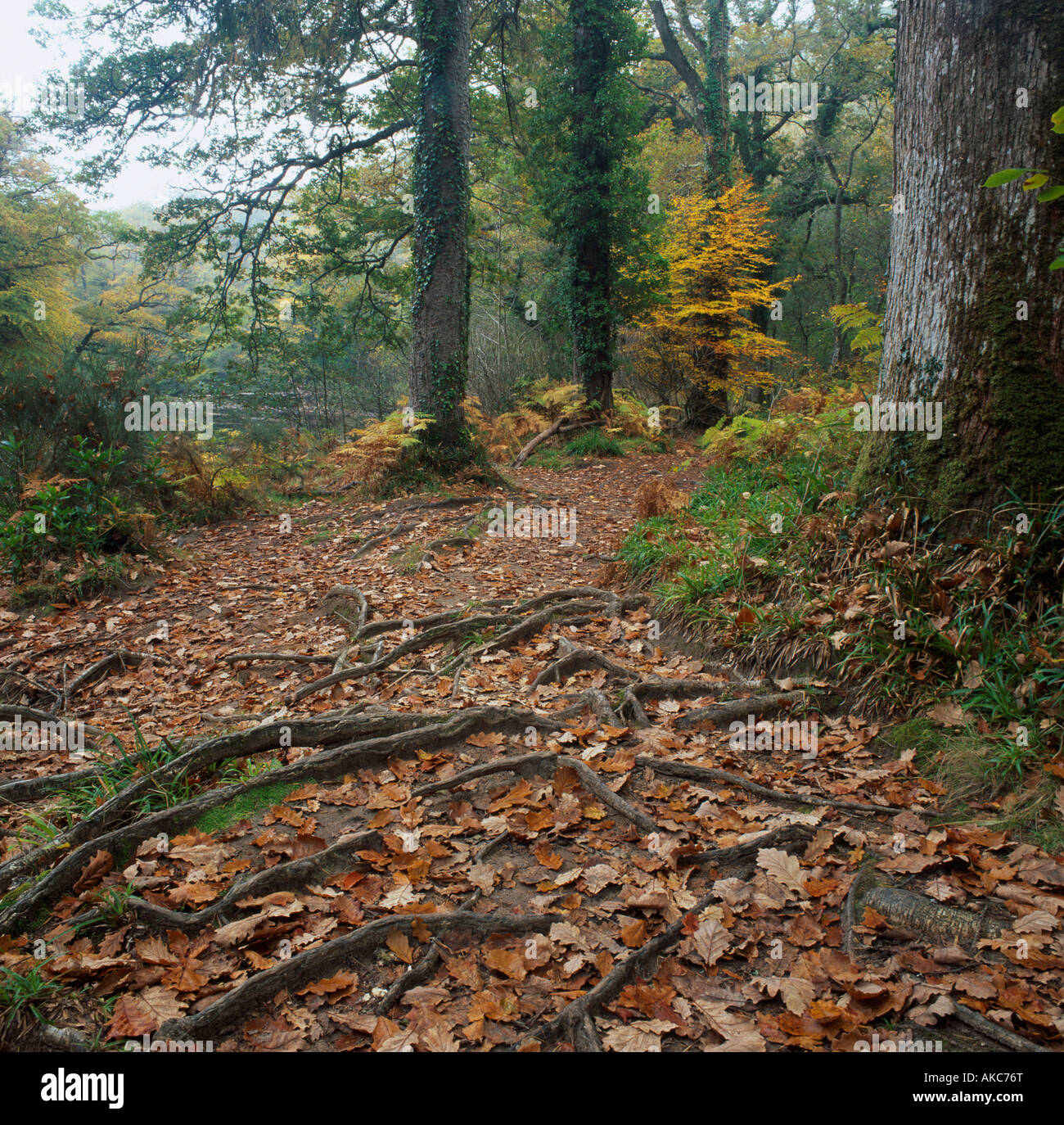Path at Hembury Woods, Dartmoor, Devon, covered in leaves in Autumn Stock Photo
