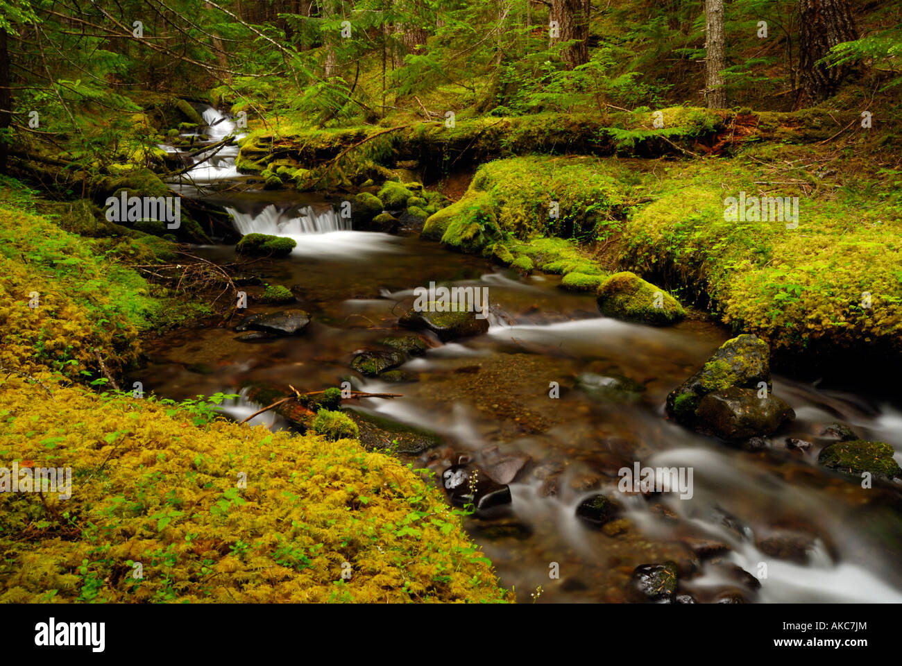 Stream with trees hi-res stock photography and images - Alamy