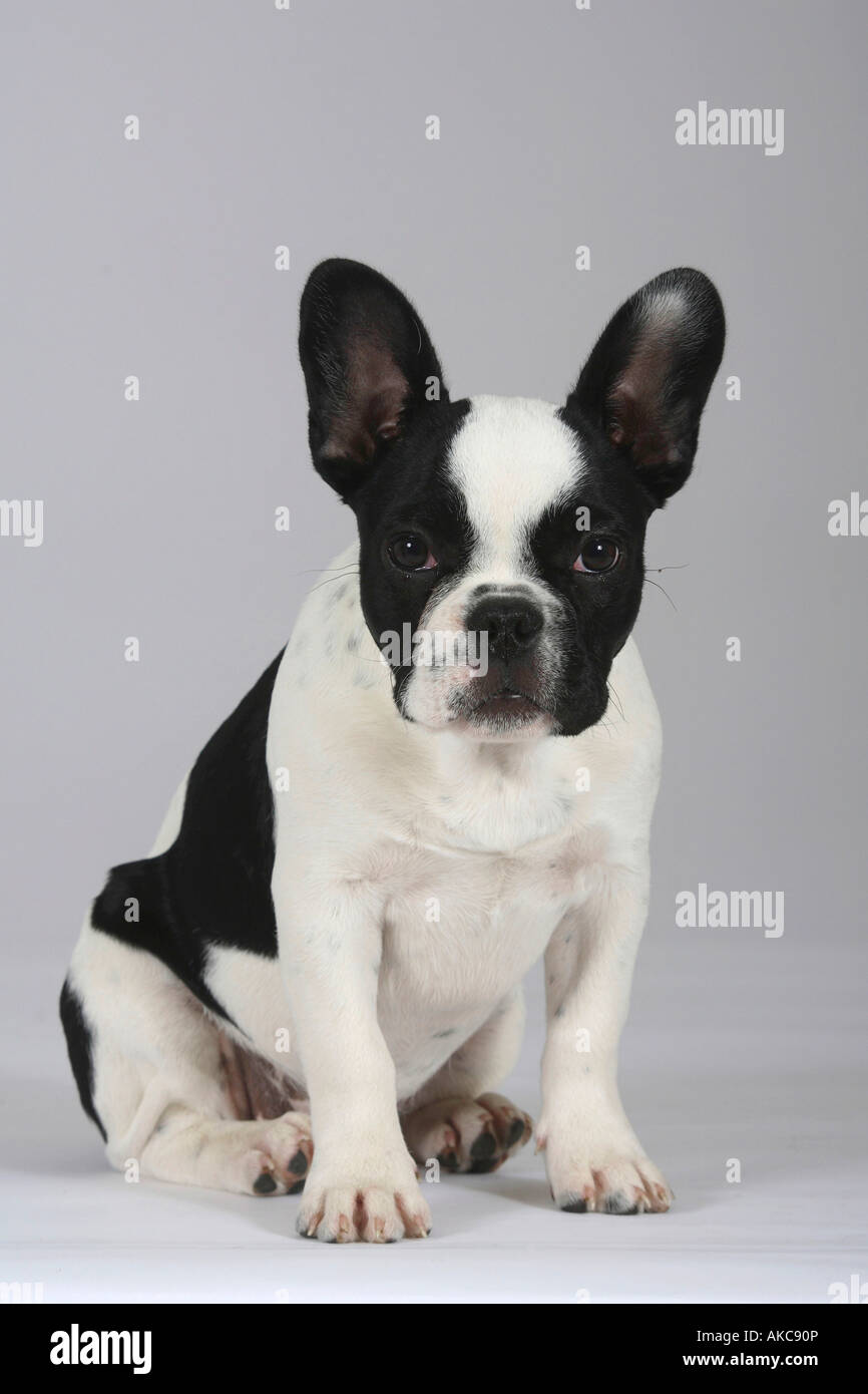 French Bulldog puppy 3 month Stock Photo