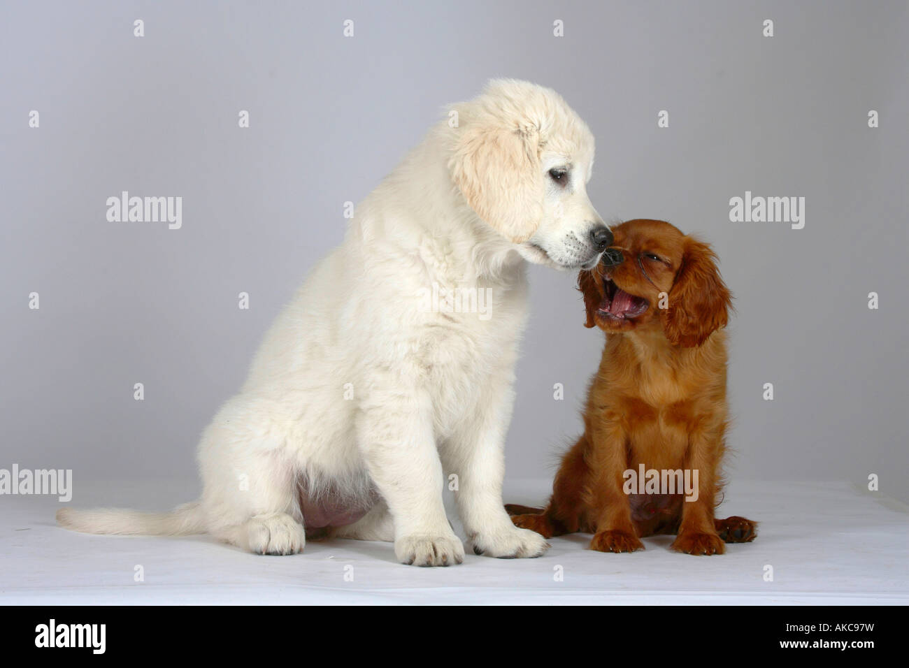 Golden Retriever and Cavalier King Charles Spaniel puppies Stock Photo Alamy
