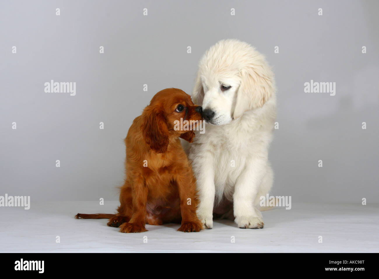 Golden Retriever and Cavalier King Charles Spaniel puppies Stock Photo Alamy