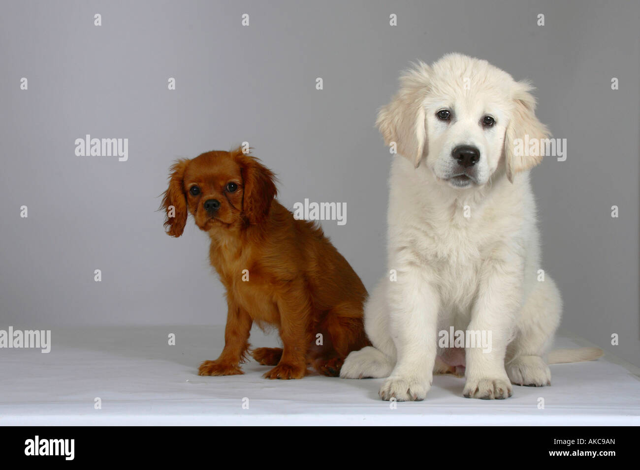 Golden Cavalier High Resolution Stock Photography And Images Alamy