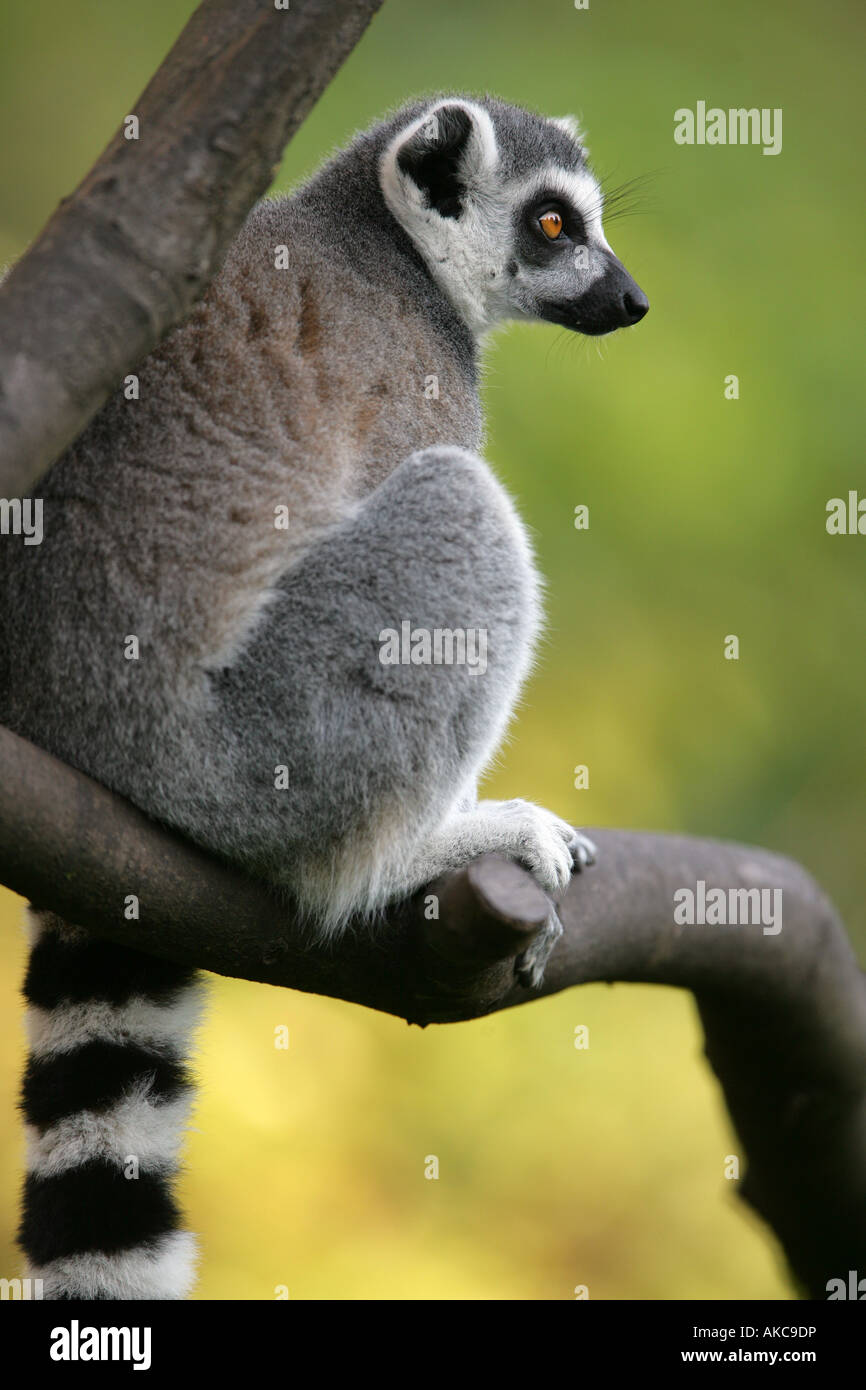 Ring tailed Lemur - Lemur Catta Stock Photo