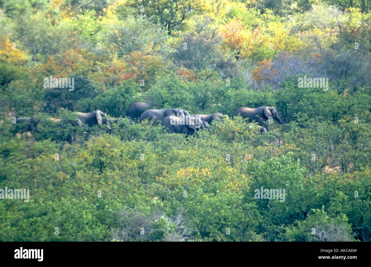 African Elephants walking, South Africa Stock Photo - Alamy
