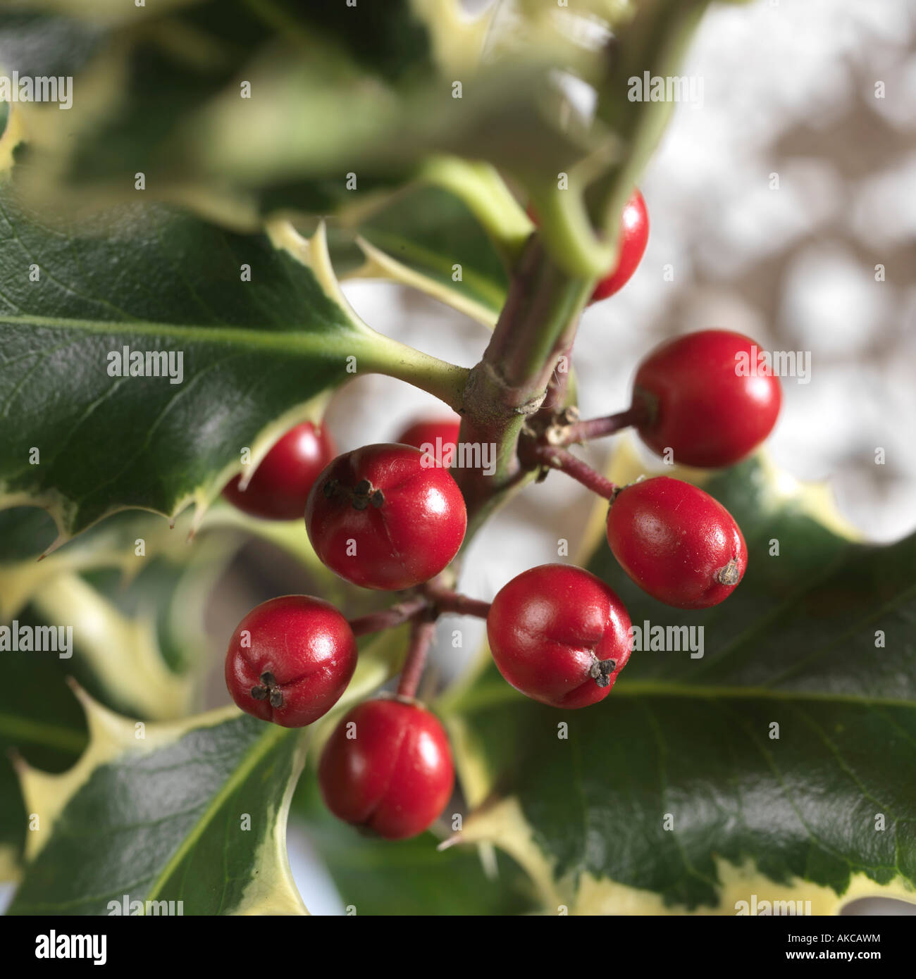 Holly and Red Berries Stock Photo - Alamy
