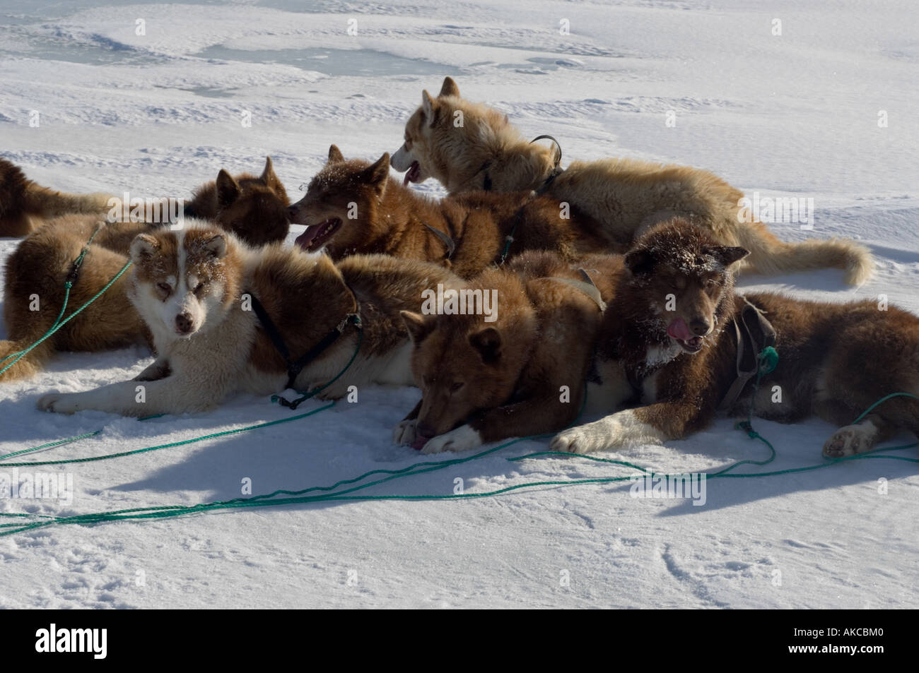 Qaanaaq Greenland April 2006 Dog team resting Stock Photo