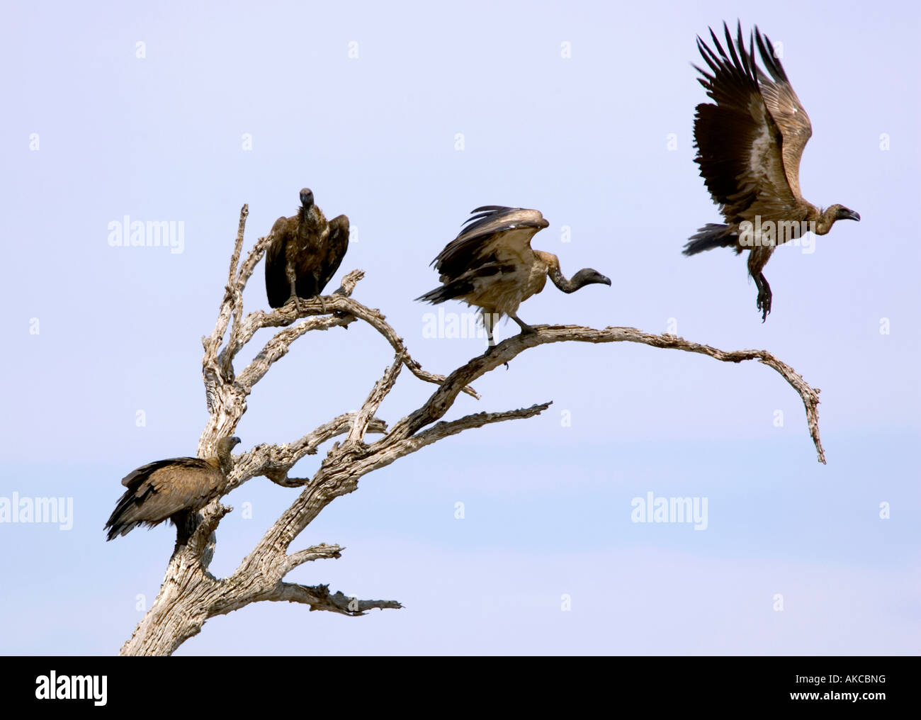 African white-backed vultures, gyps africanus, take flight from a perch in Chobe National Park game reserve in Botswana Stock Photo