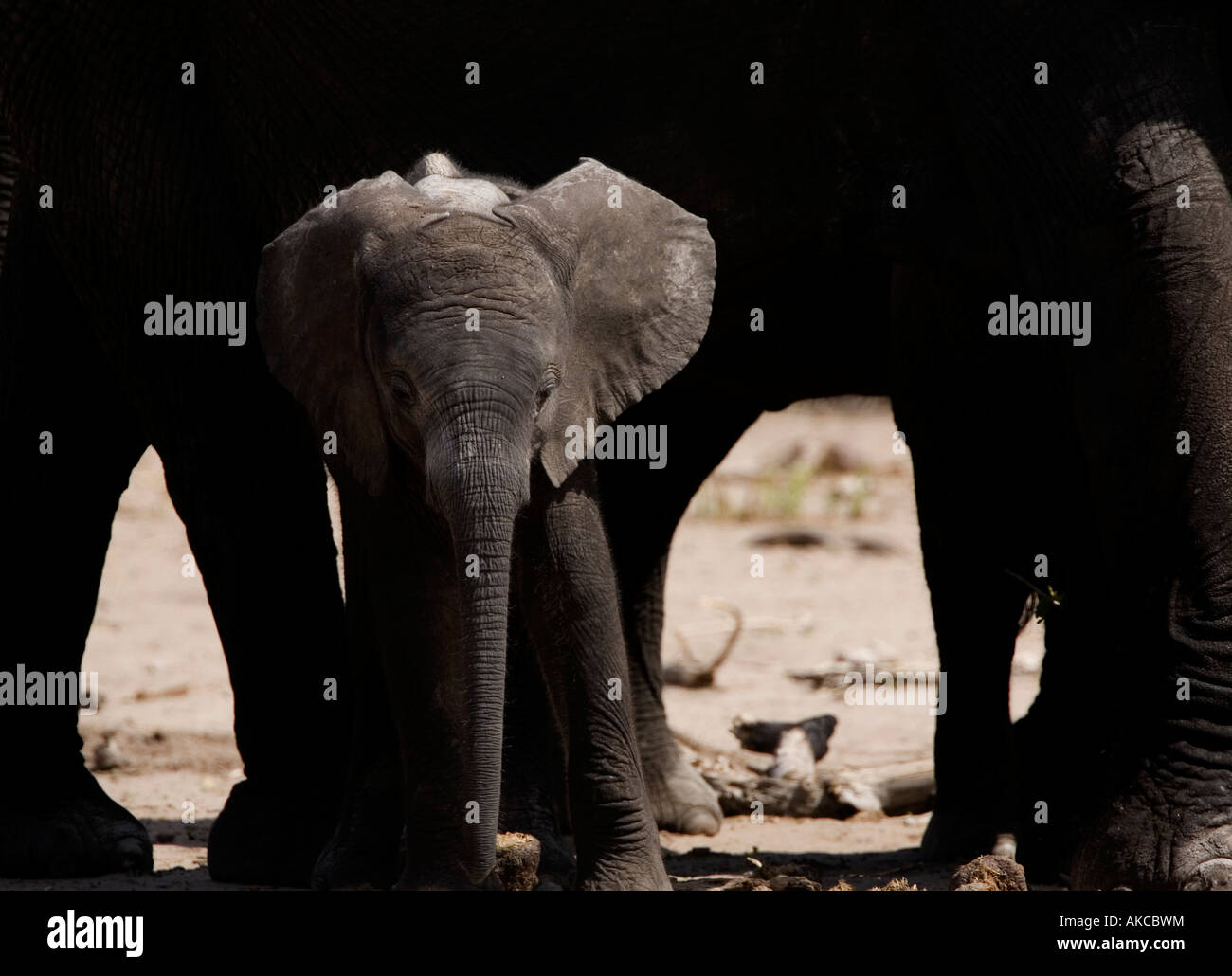 African elephant calf, loxodonta africana, is shaded by adult elephants in the Chobe National Park, game reserve in Botswana Stock Photo