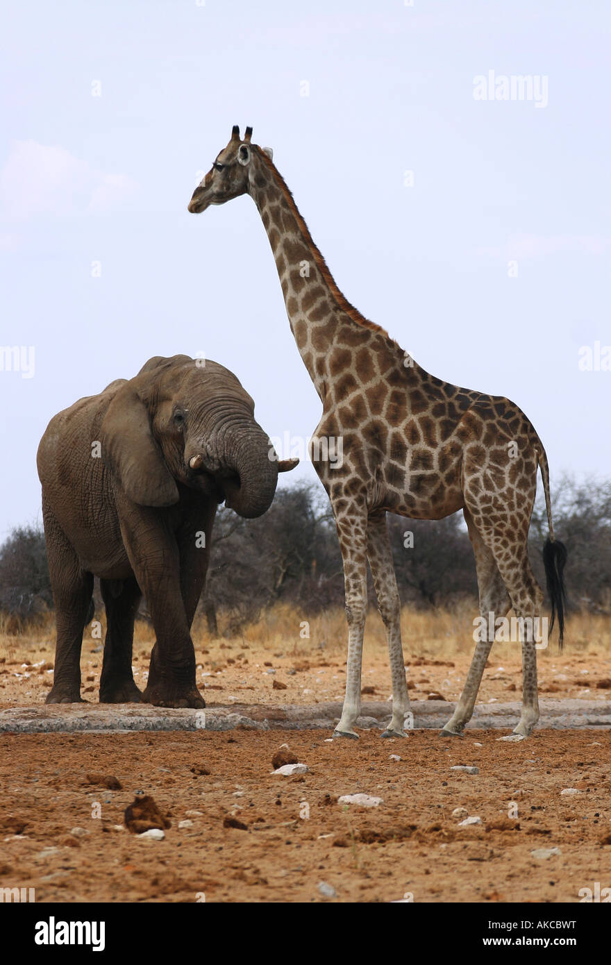 A giraffe giraffa camelopardalis and elephant loxodonta Africana drink at a watering hole in Etosha National Park in Namibia Afr Stock Photo
