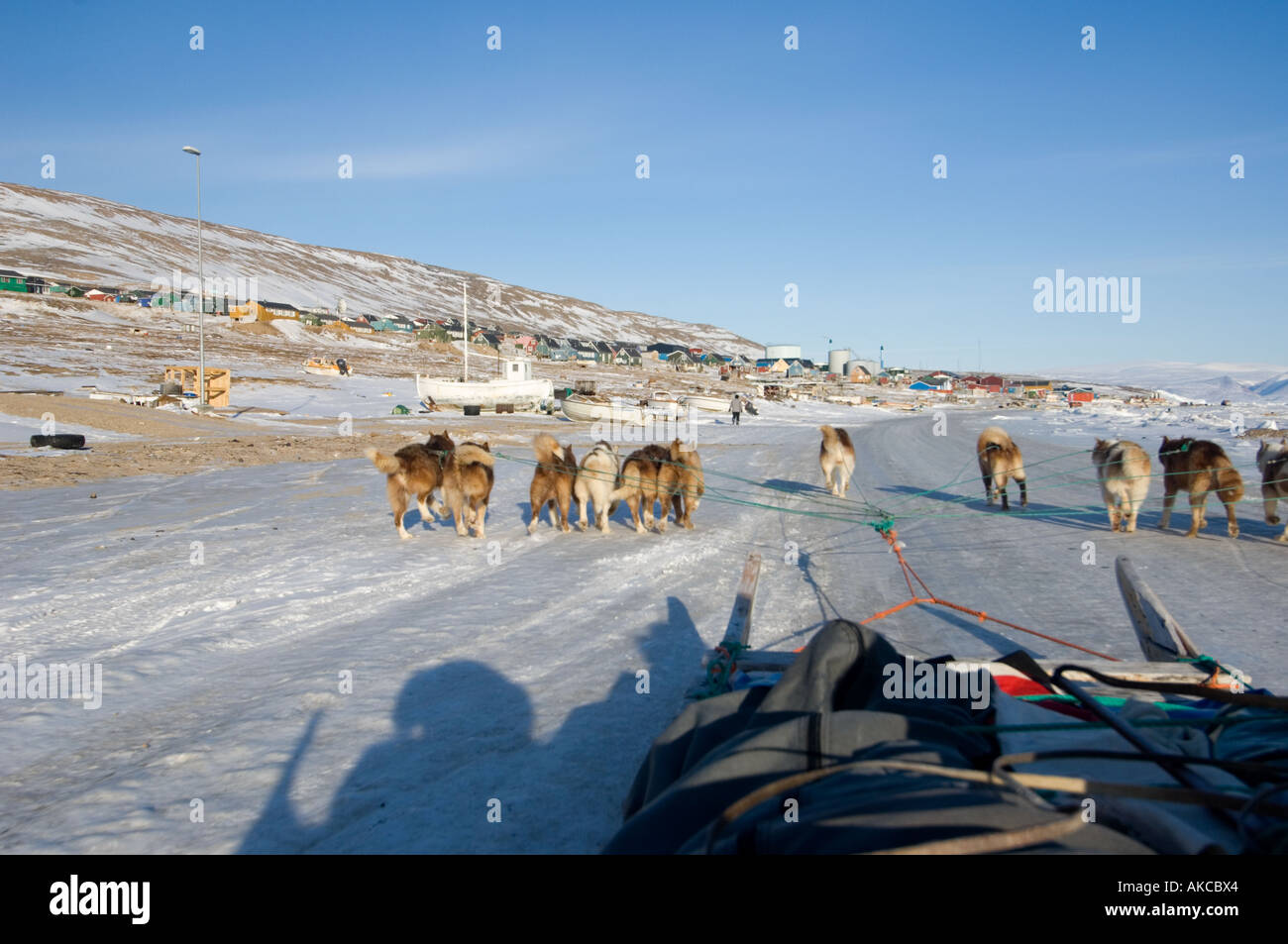 Qaanaaq Greenland April 2006 returning from seal hunting trip by dogsled into the town of Qaanaaq. Stock Photo