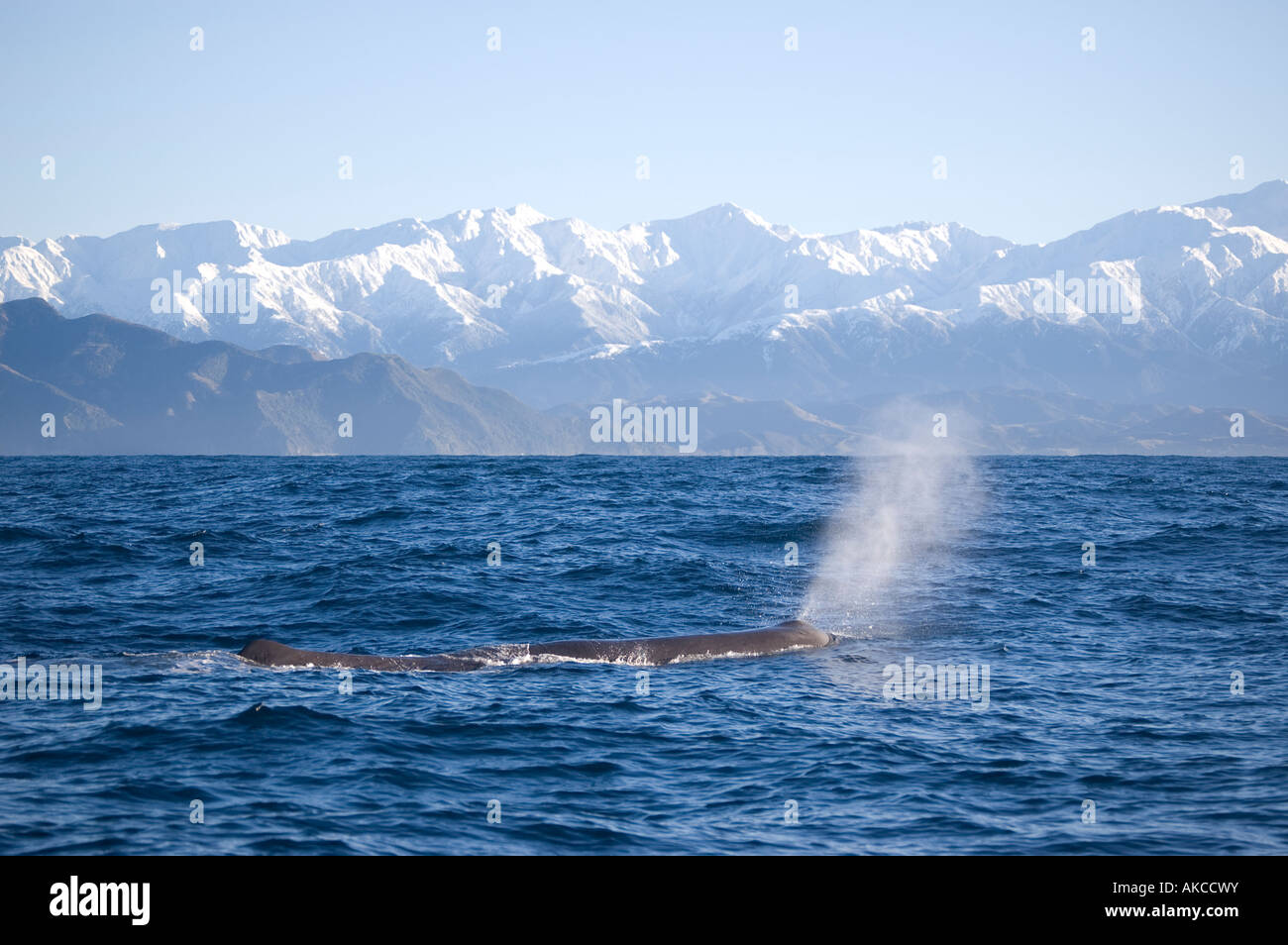 Sperm Whale (Physeter macrocephalus) Kaikoura New Zealand Stock Photo