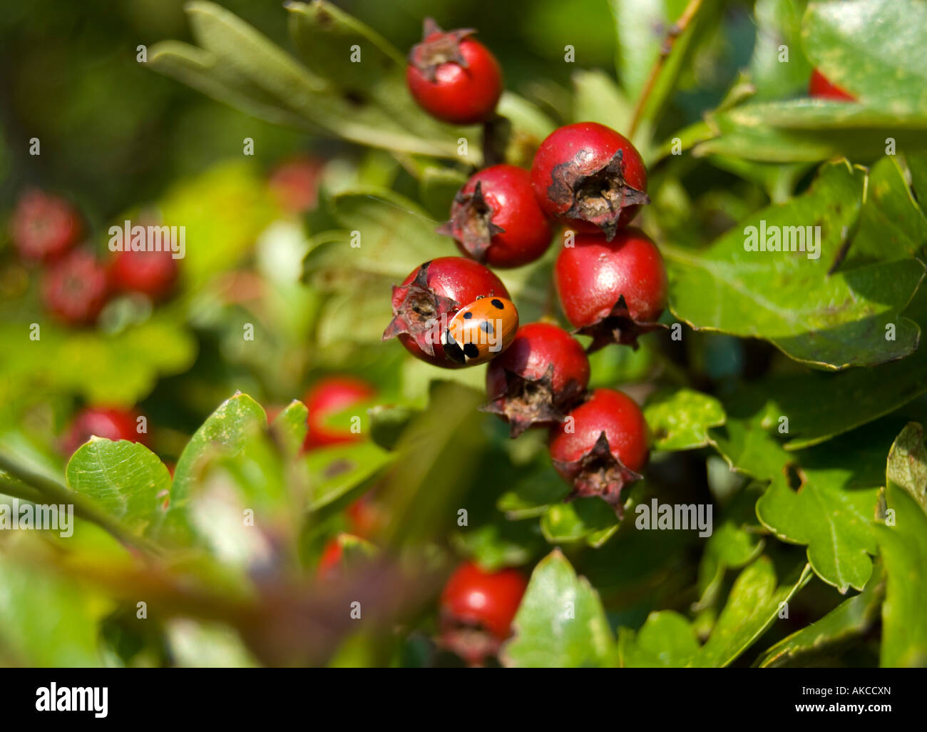 Hawthorn Tree with Red Berries and Ladybird Stock Photo