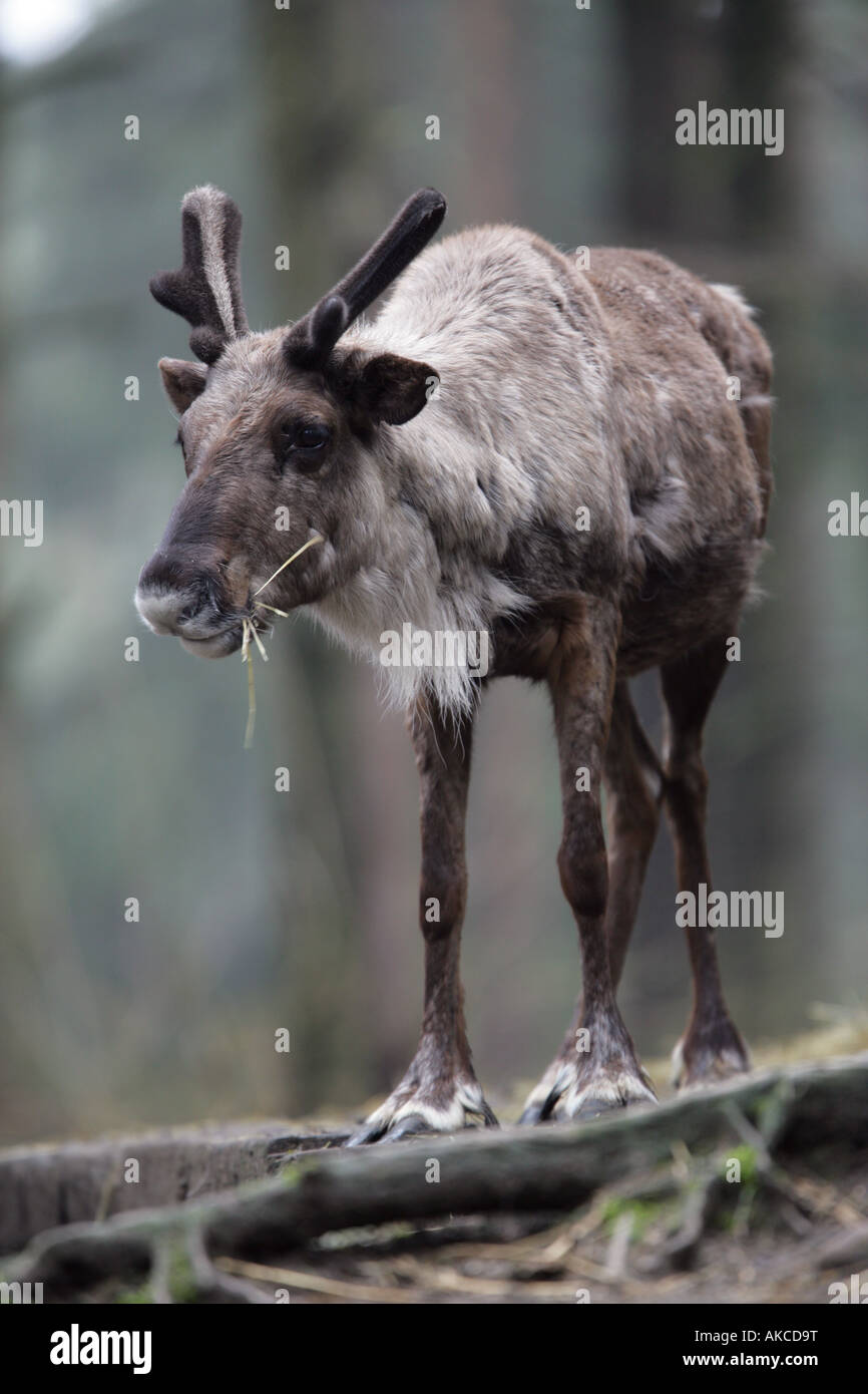 Reindeer in the woods - Rangifer tarandus Stock Photo