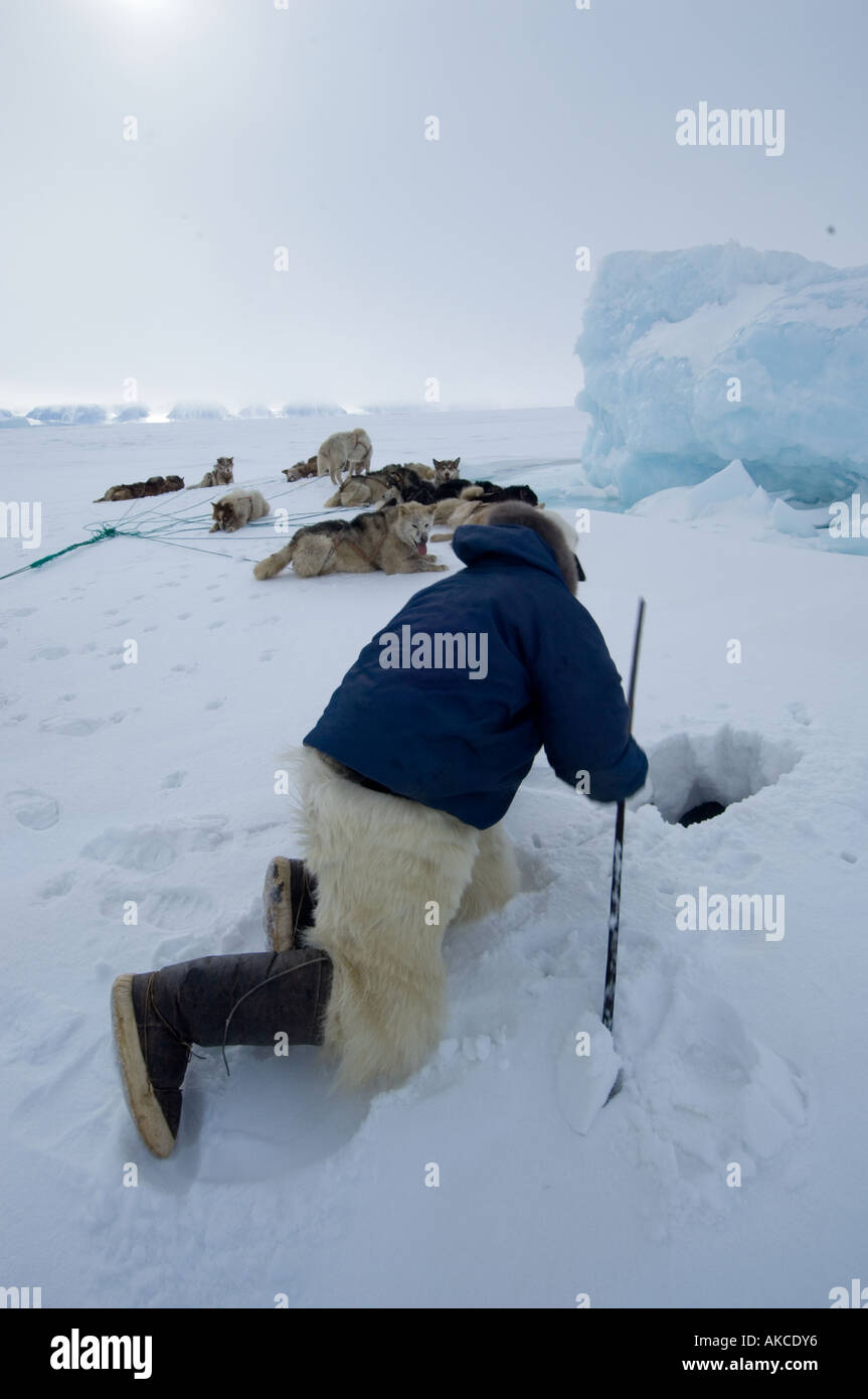 Traditional subsistence Inuit hunting Hunting for ringed seal Qaanaaq Greenland April 2006 Stock Photo