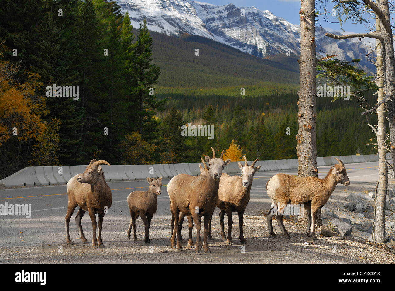 Group of curious wild Bighorn mountain sheep on road in Canadian Rocky ...