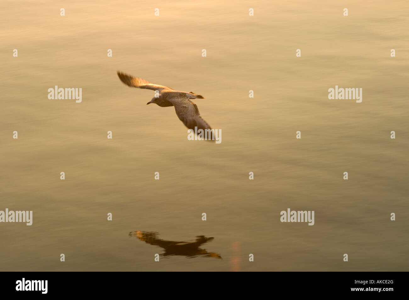 A SEAGULL IN FLIGHT CASTS A REFLECTION IN THE WATER Stock Photo