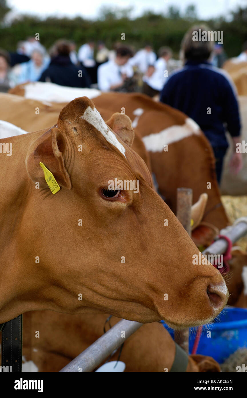 jersey cow Stock Photo