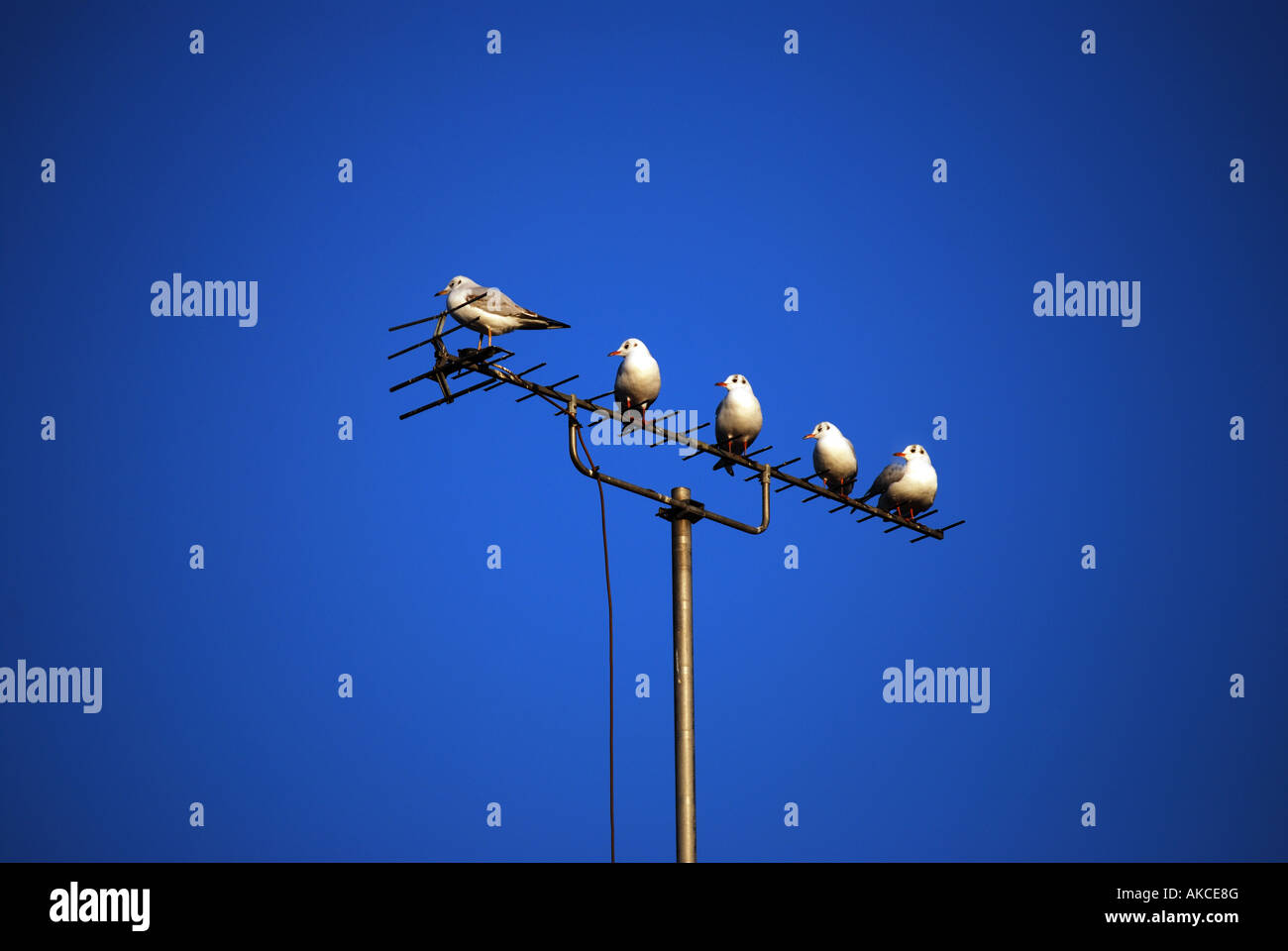 Birds sitting in a row on a television aerial, Windsor, Berkshire, England, United Kingdom Stock Photo