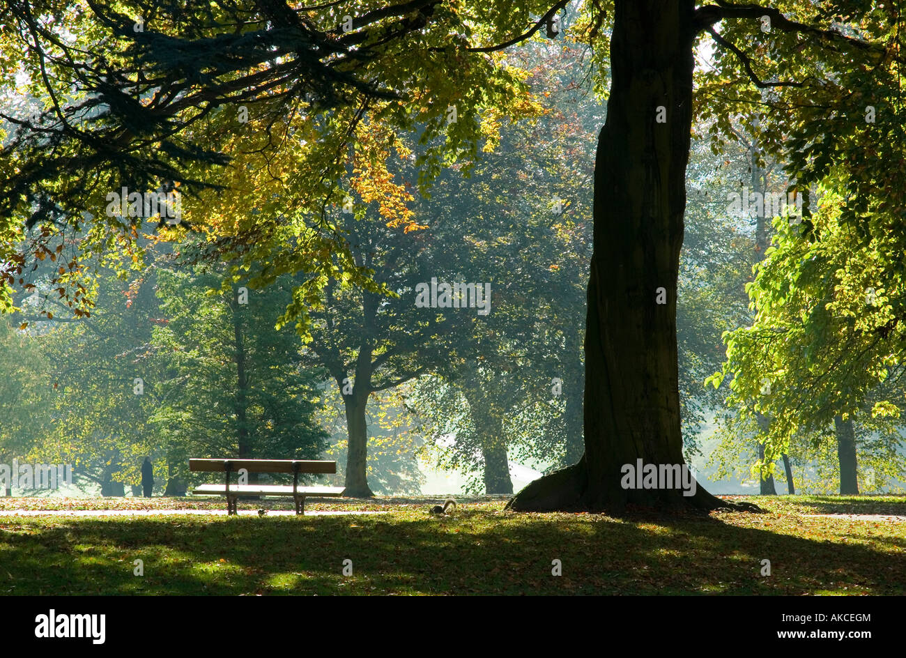 Autumnal Morning, Roundhay Park, Leeds. Stock Photo