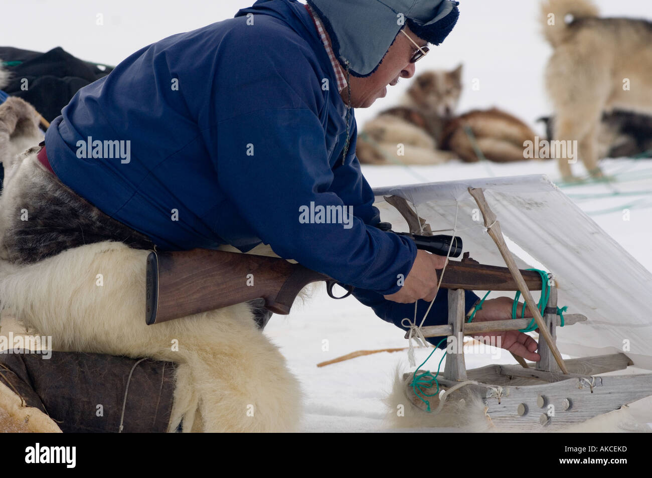 Traditional subsistence Inuit hunting Hunting for ringed seal Qaanaaq Greenland April 2006 Stock Photo