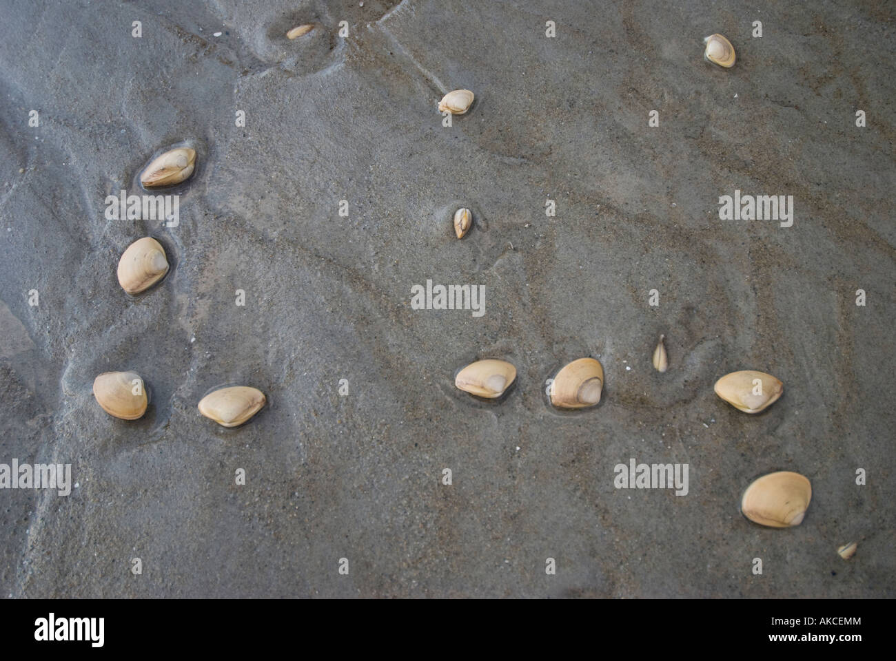 Clams 1 Crane Beach Stock Photo Alamy