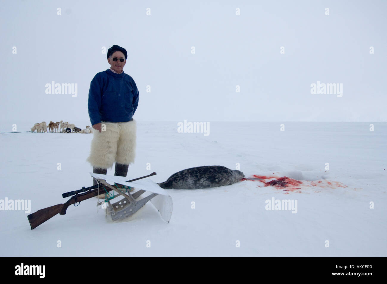 Traditional subsistence Inuit hunting Hunting for ringed seal Qaanaaq Greenland April 2006 Stock Photo