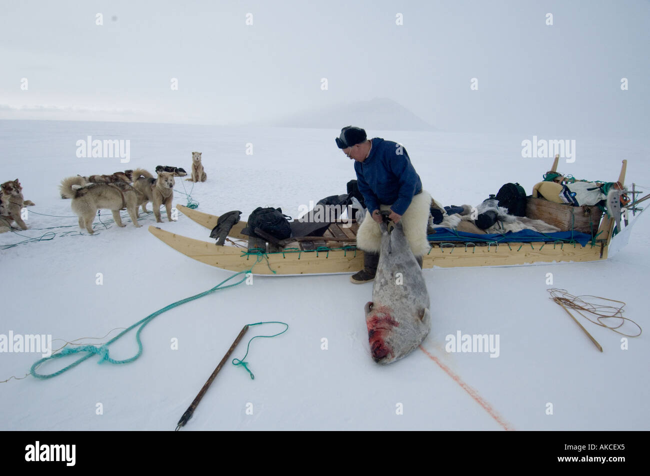 Traditional subsistence Inuit hunting Hunting for ringed seal Qaanaaq Greenland April 2006 Stock Photo