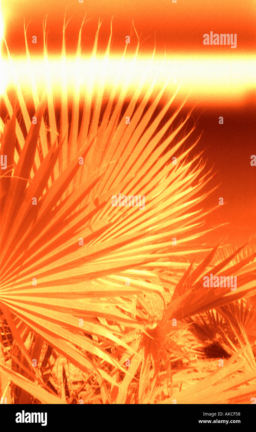 Infrared shot of palm leaves in scorching sun. Radiation Burn Out Stock Photo