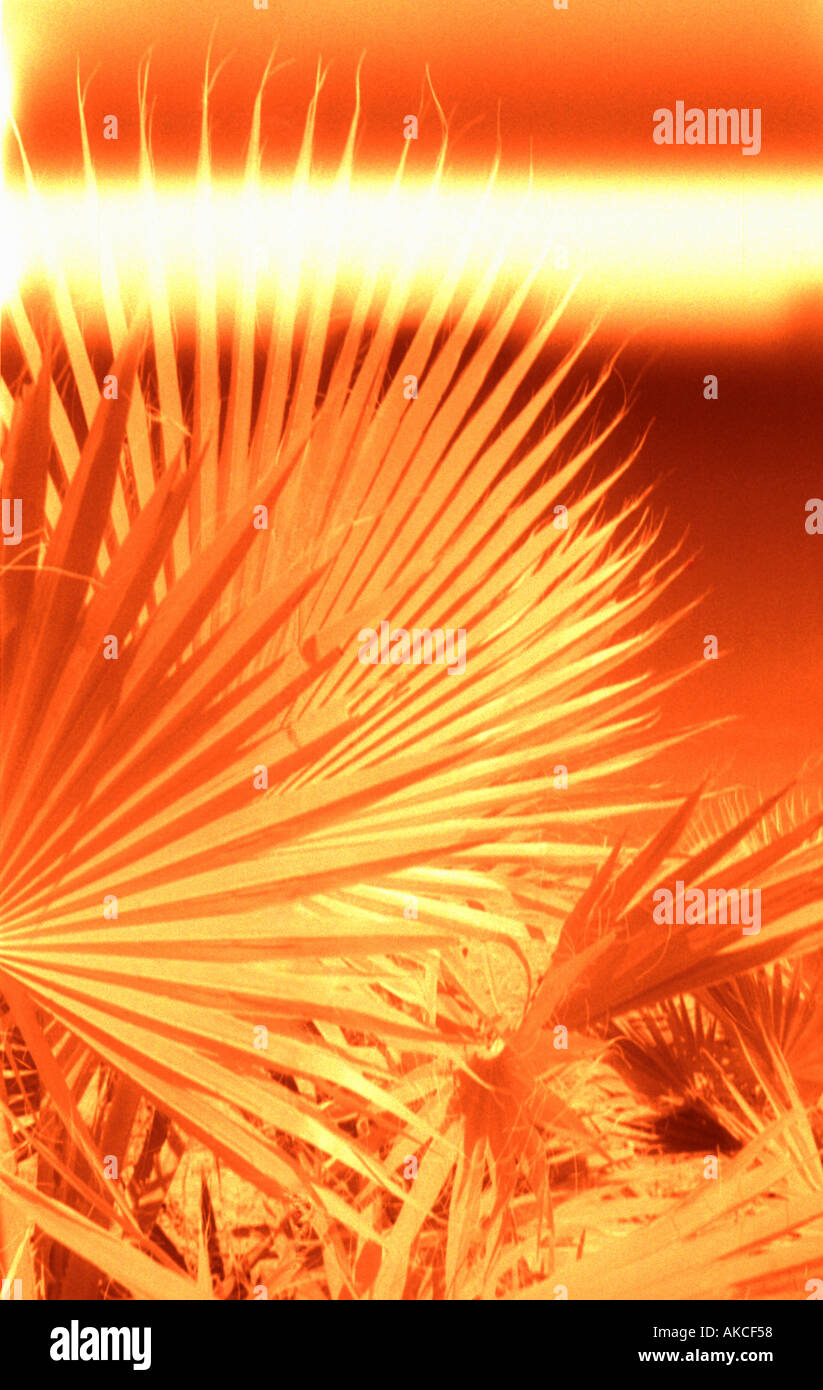 Infrared shot of palm leaves in scorching sun. Radiation Burn Out Stock
